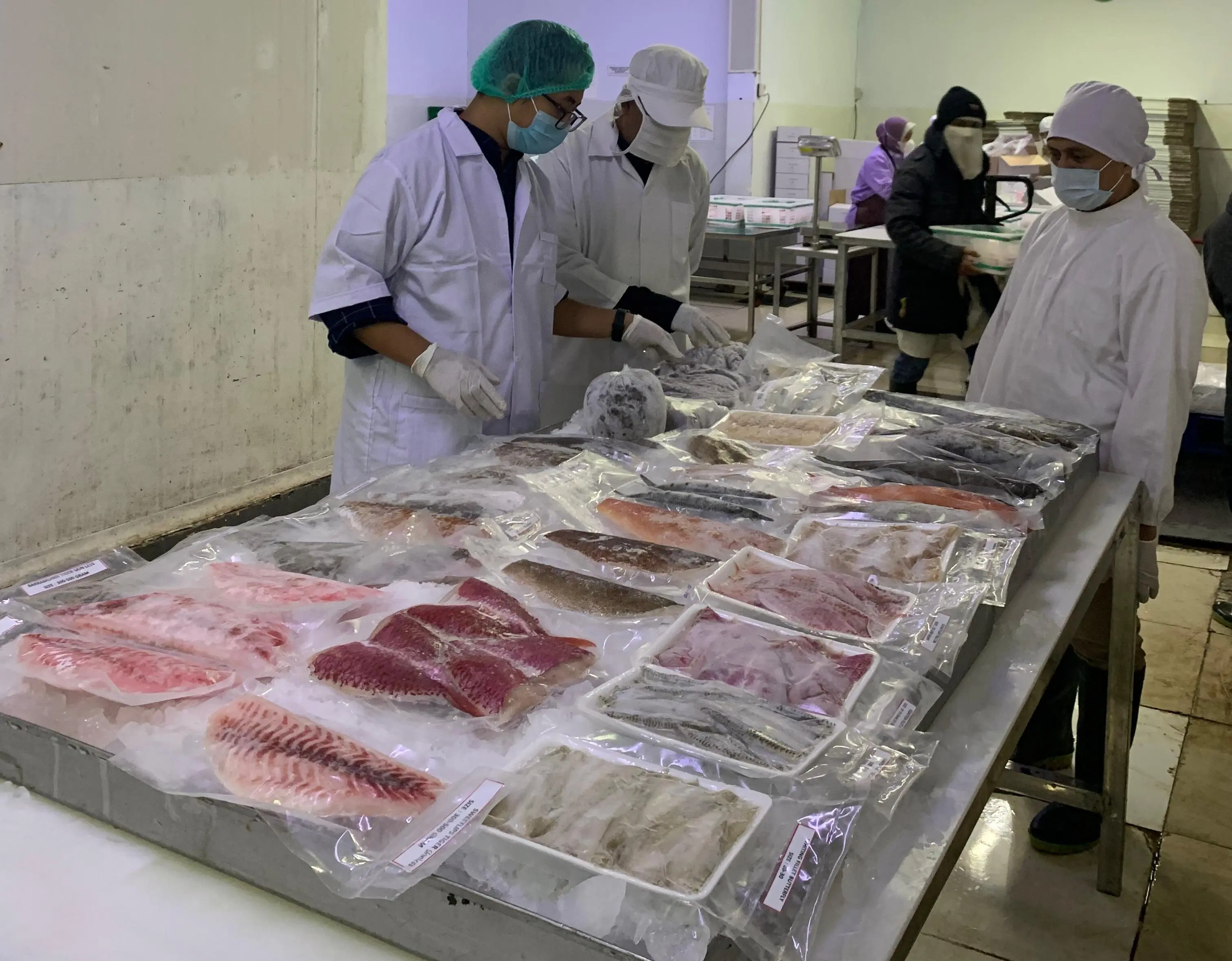 Seaweed farming in Indonesia